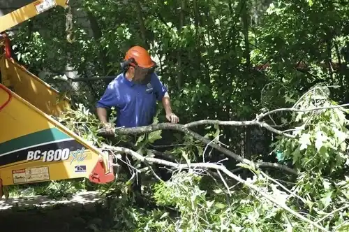 tree services Oak Park